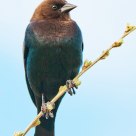 Brown-headed Cowbird